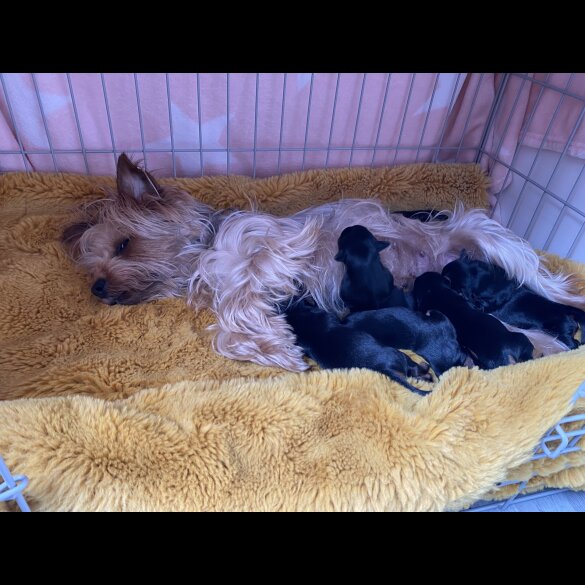 Yorkshire Terrier - Dogs