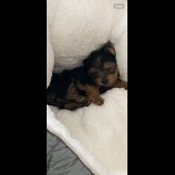 Yorkshire Terrier - Dogs