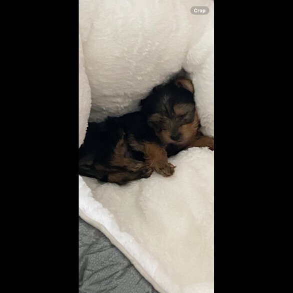 Yorkshire Terrier - Dogs