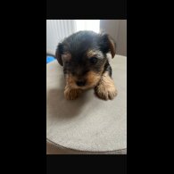 Yorkshire Terrier - Dogs