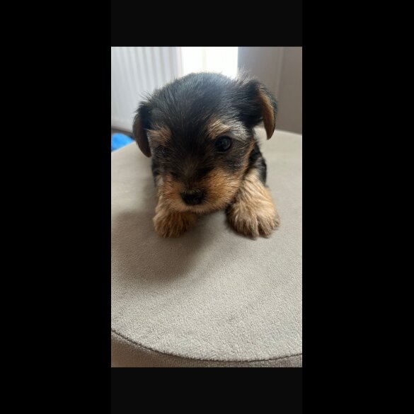 Yorkshire Terrier - Dogs