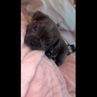 French Bulldog - Both