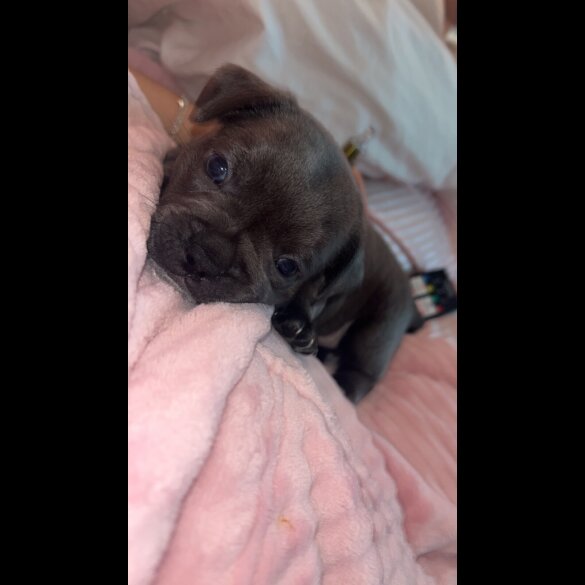 French Bulldog - Both