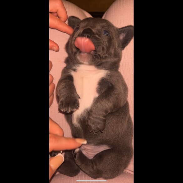 French Bulldog - Both