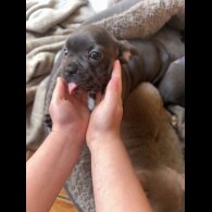 French Bulldog - Both