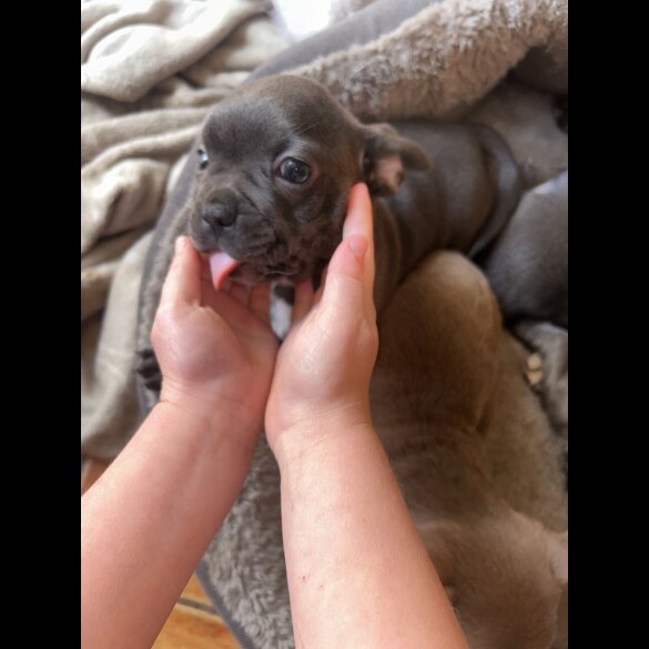 French Bulldog - Both
