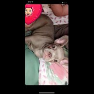 French Bulldog - Both
