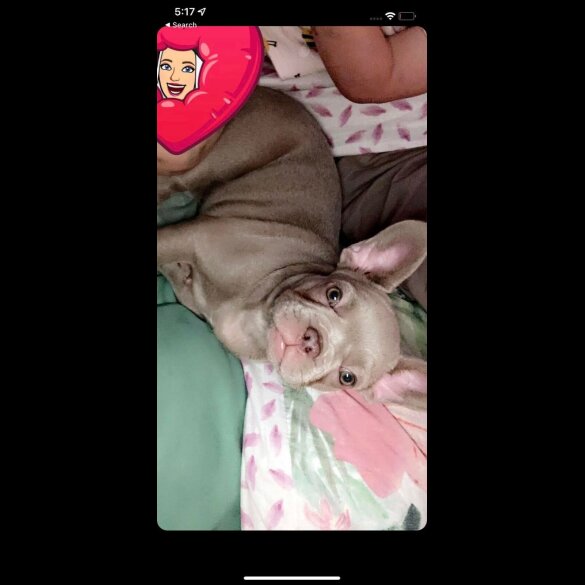 French Bulldog - Both