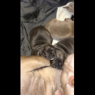 French Bulldog - Both