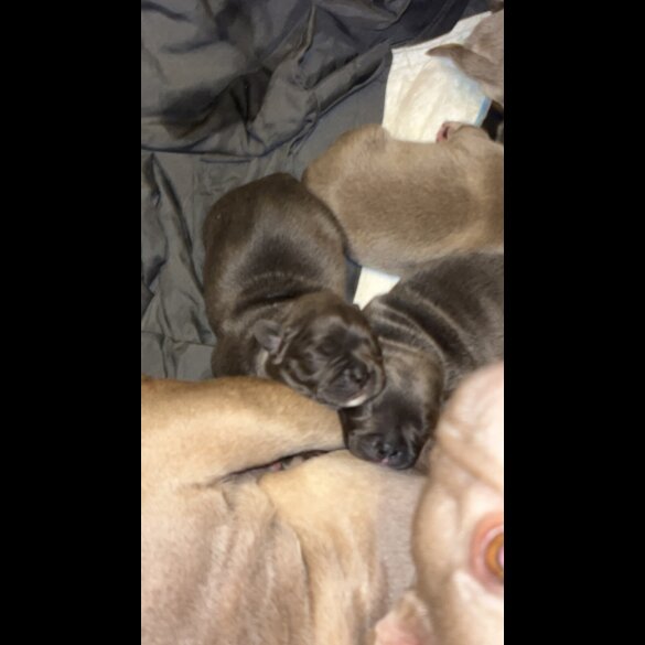 French Bulldog - Both