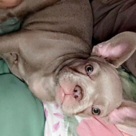 French Bulldog - Both