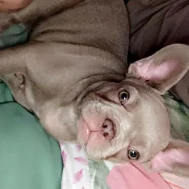 French Bulldog - Both