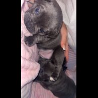 French Bulldog - Both