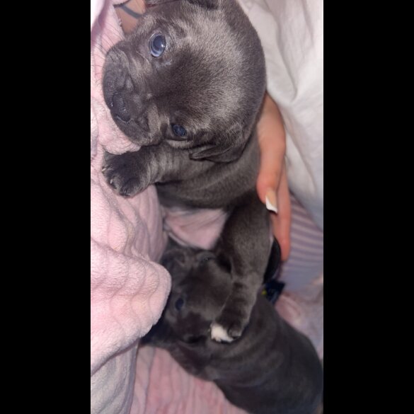French Bulldog - Both