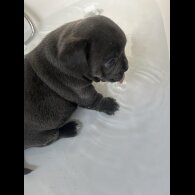 French Bulldog - Both