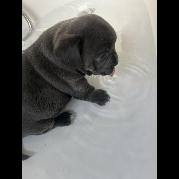 French Bulldog - Both