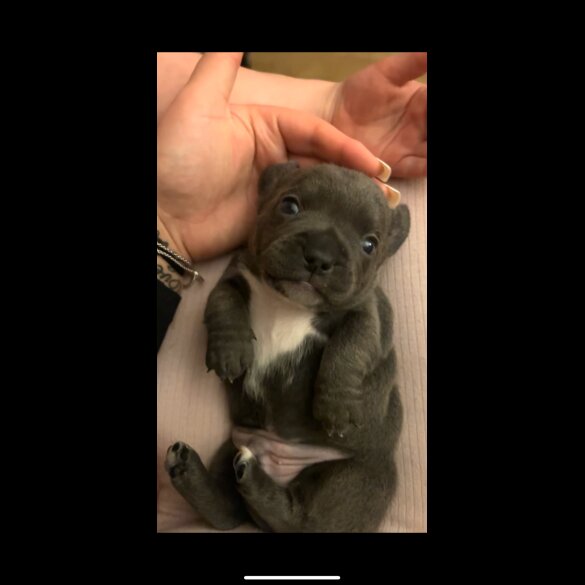 French Bulldog - Both