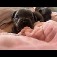 French Bulldog - Both