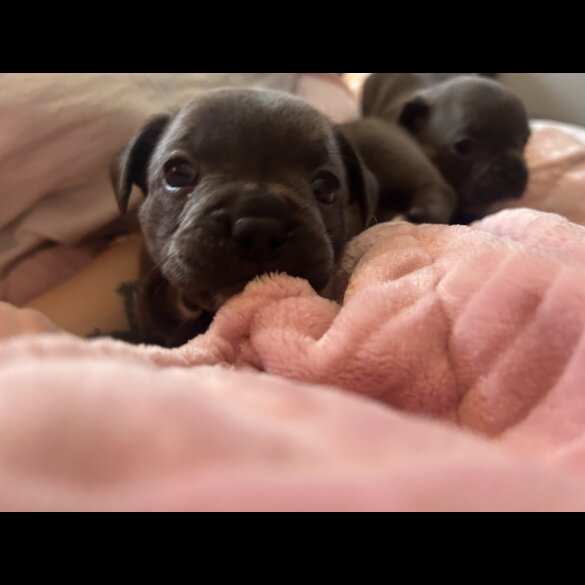 French Bulldog - Both
