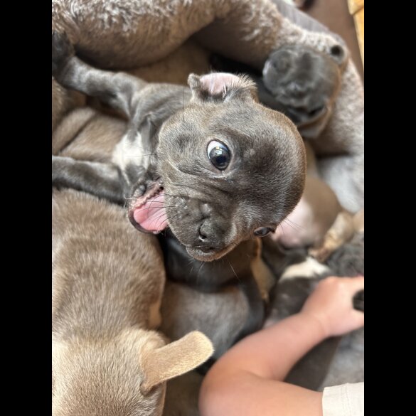 French Bulldog - Both
