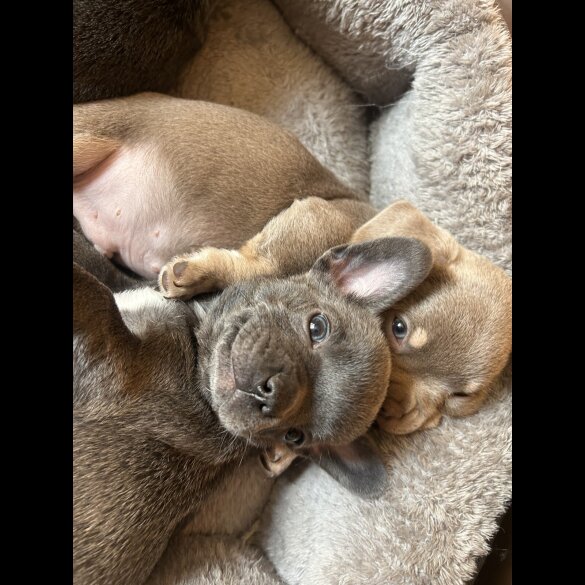 French Bulldog - Both