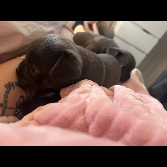 French Bulldog - Both