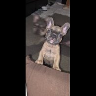 French Bulldog - Both