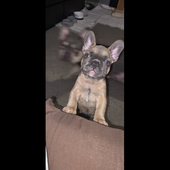 French Bulldog - Both