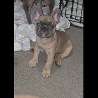 French Bulldog - Both