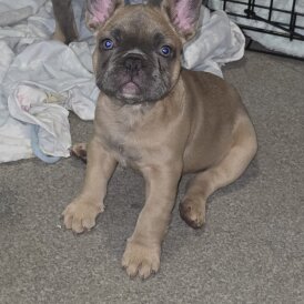 French Bulldog - Both