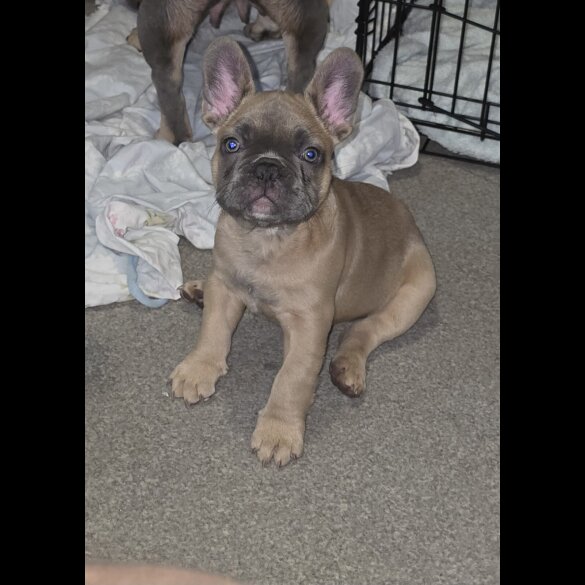 French Bulldog - Both