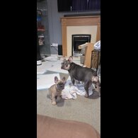 French Bulldog - Both