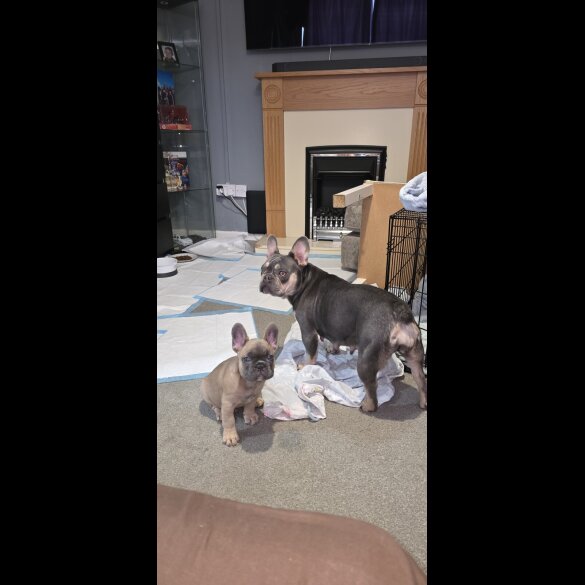 French Bulldog - Both