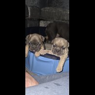 French Bulldog - Both