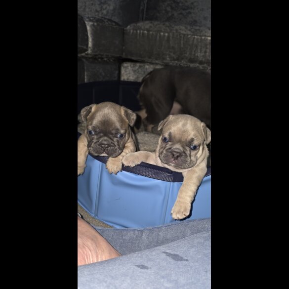French Bulldog - Both