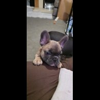 French Bulldog - Both