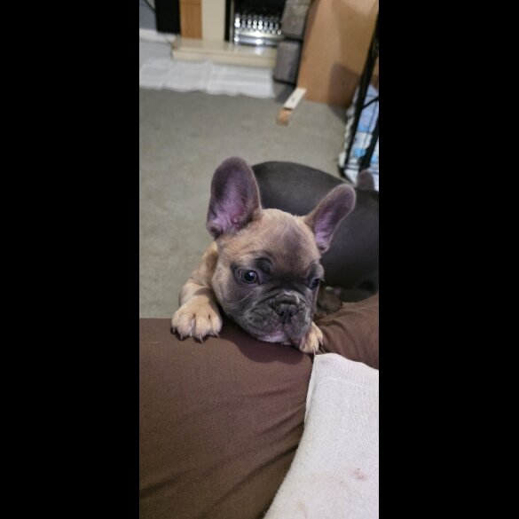 French Bulldog - Both
