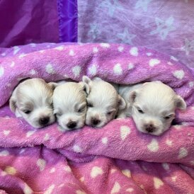 Maltese - Both