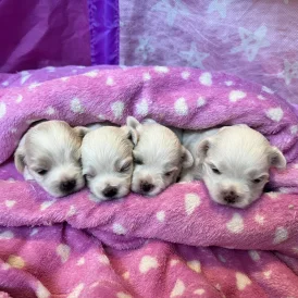 Maltese - Both