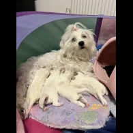 Maltese - Both
