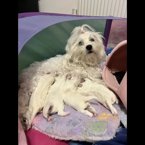 Maltese - Both