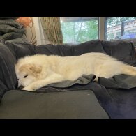 Pyrenean Mountain Dog - Both