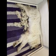 Pyrenean Mountain Dog - Both