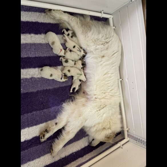 Pyrenean Mountain Dog - Both