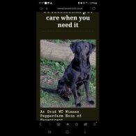 Labrador Retriever - Both