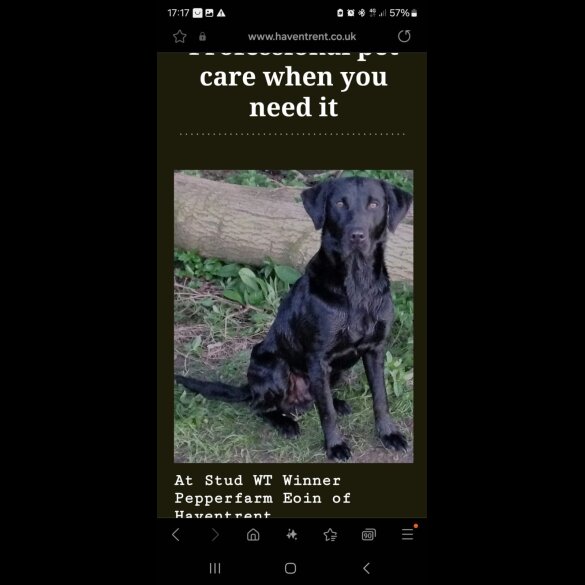 Labrador Retriever - Both