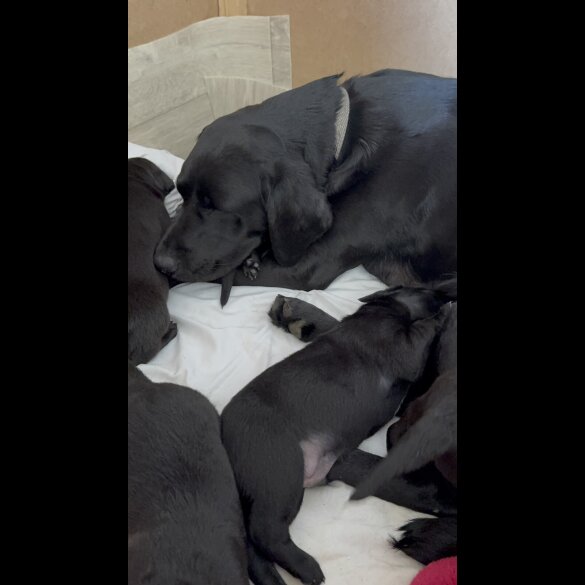 Labrador Retriever - Both