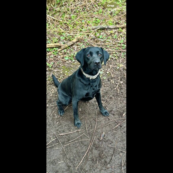 Labrador Retriever - Both