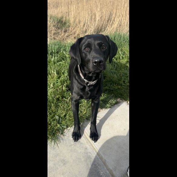 Labrador Retriever - Both
