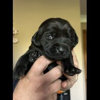 Labrador Retriever - Both